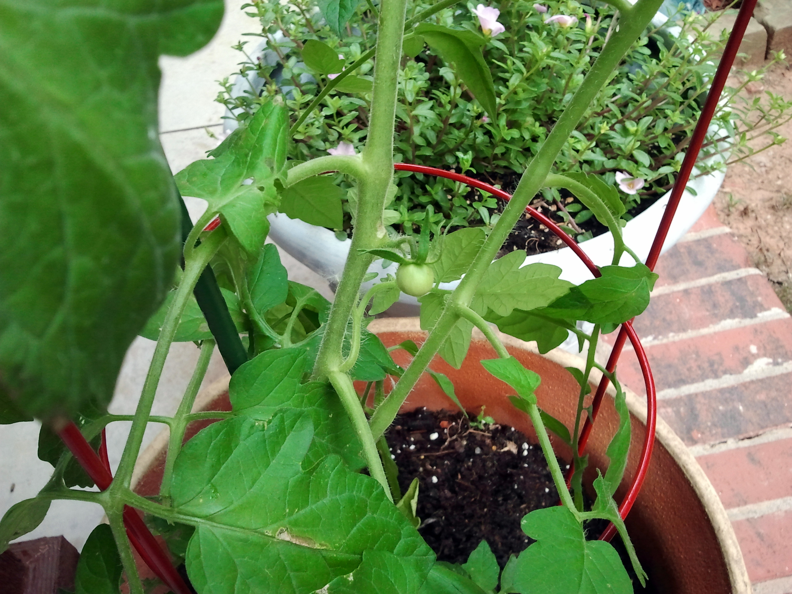 The Tomato Plant 06.15.14