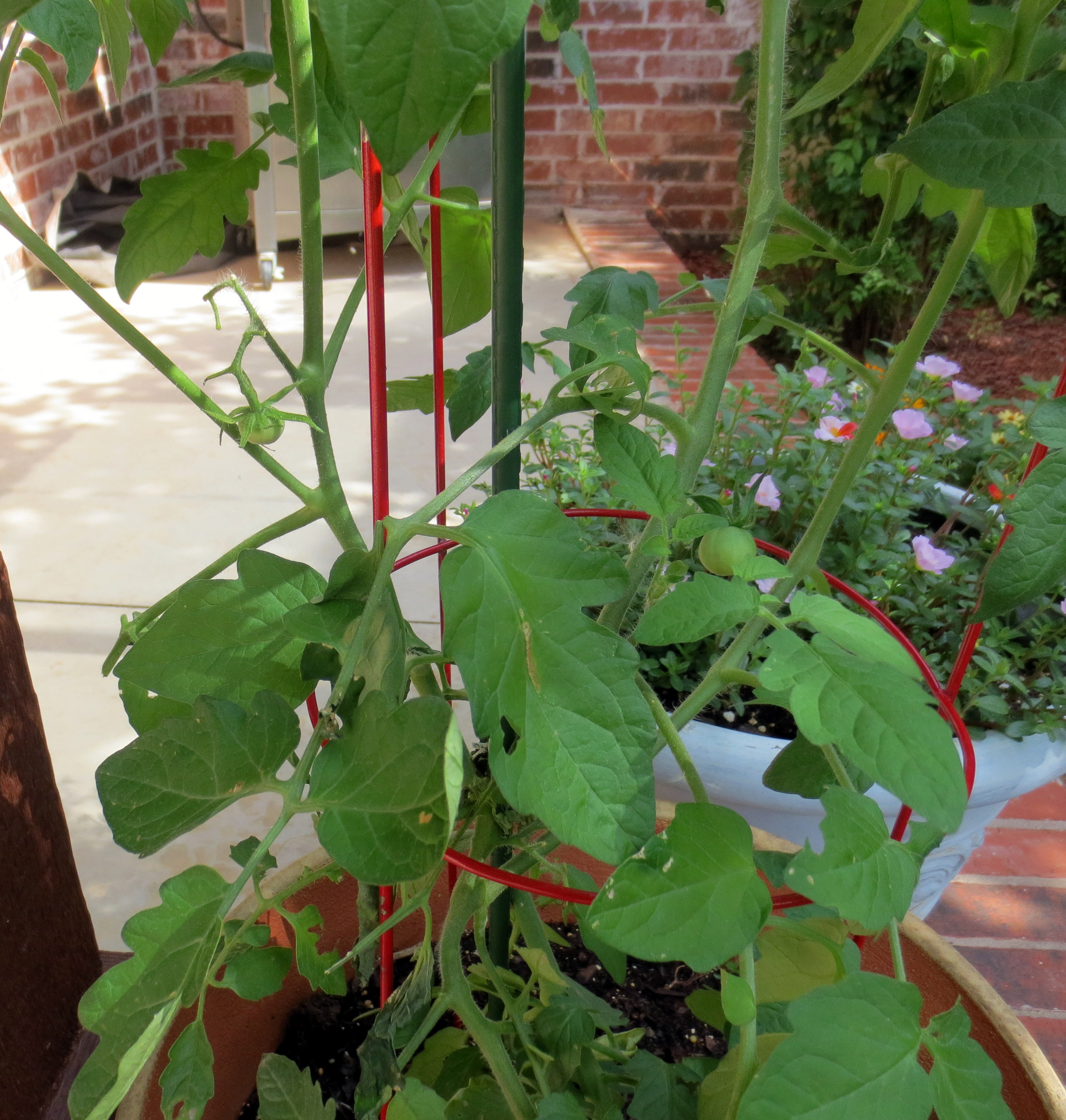 Tomato Plant 06.17.14